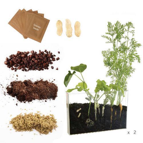 Coffret d'observation des racines - Radis et Capucine