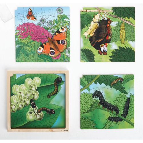 Puzzle Développement Du Papillon
