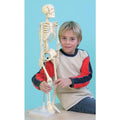 Le Squelette Anatomique Humain H80cm