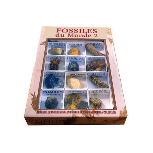 Assortiment 12 Fossiles Du Monde